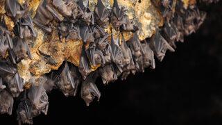 Büyük panik: Koronayla aynı patojen kilometrelerce ötede çıktı!