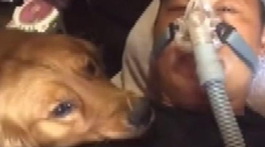 Çin’de köpeğin hasta sahibine olan vefası duygulandırdı