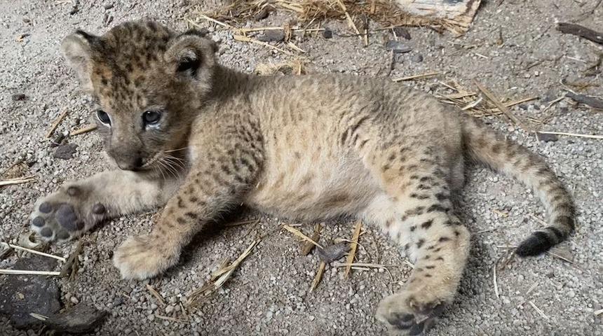 Simba: Singapur'da yapay d&ouml;llenme yoluyla d&uuml;nyaya gelen aslan yavrusu