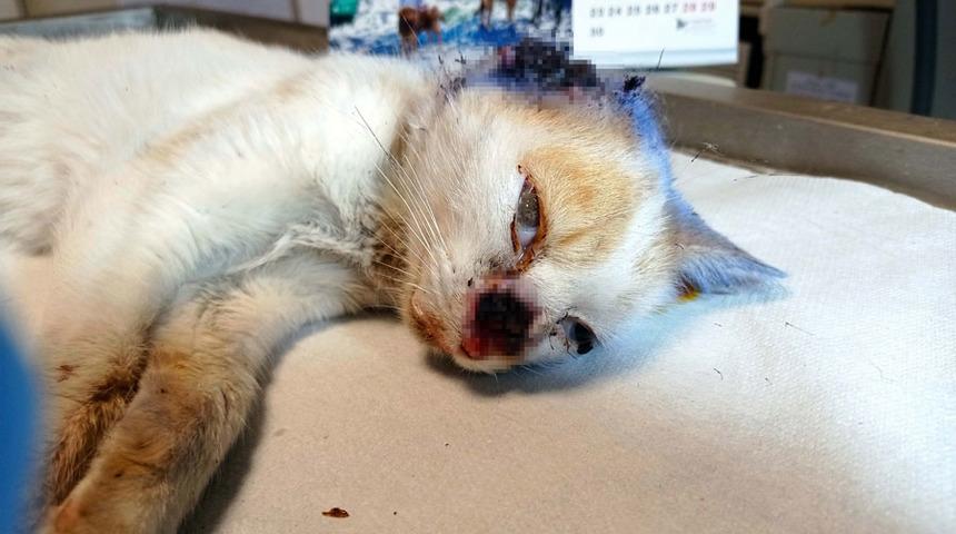 Kulağı ve burnu parçalanmış halde bulunan kediye tedavi
