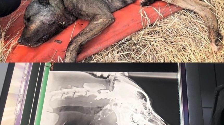 Av t&uuml;feği ile k&ouml;peği vuran şahıs jandarma tarafından tespit edildi