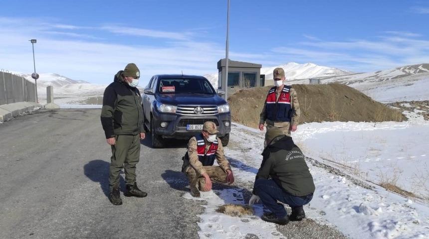 Jandarma ka&ccedil;ak avlanmış tilki postu ele ge&ccedil;irdi