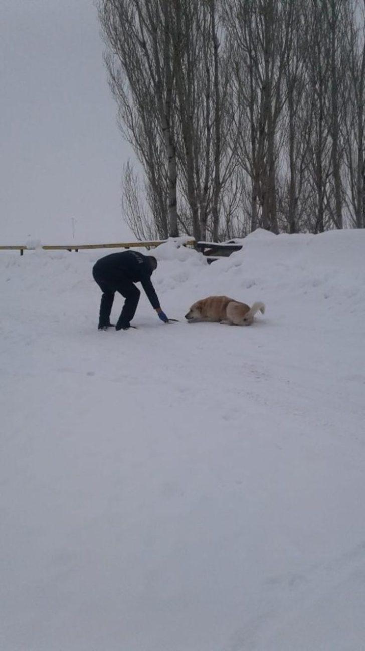 Güroymak Belediyesinden sokak hayvanlarına mama desteği G1