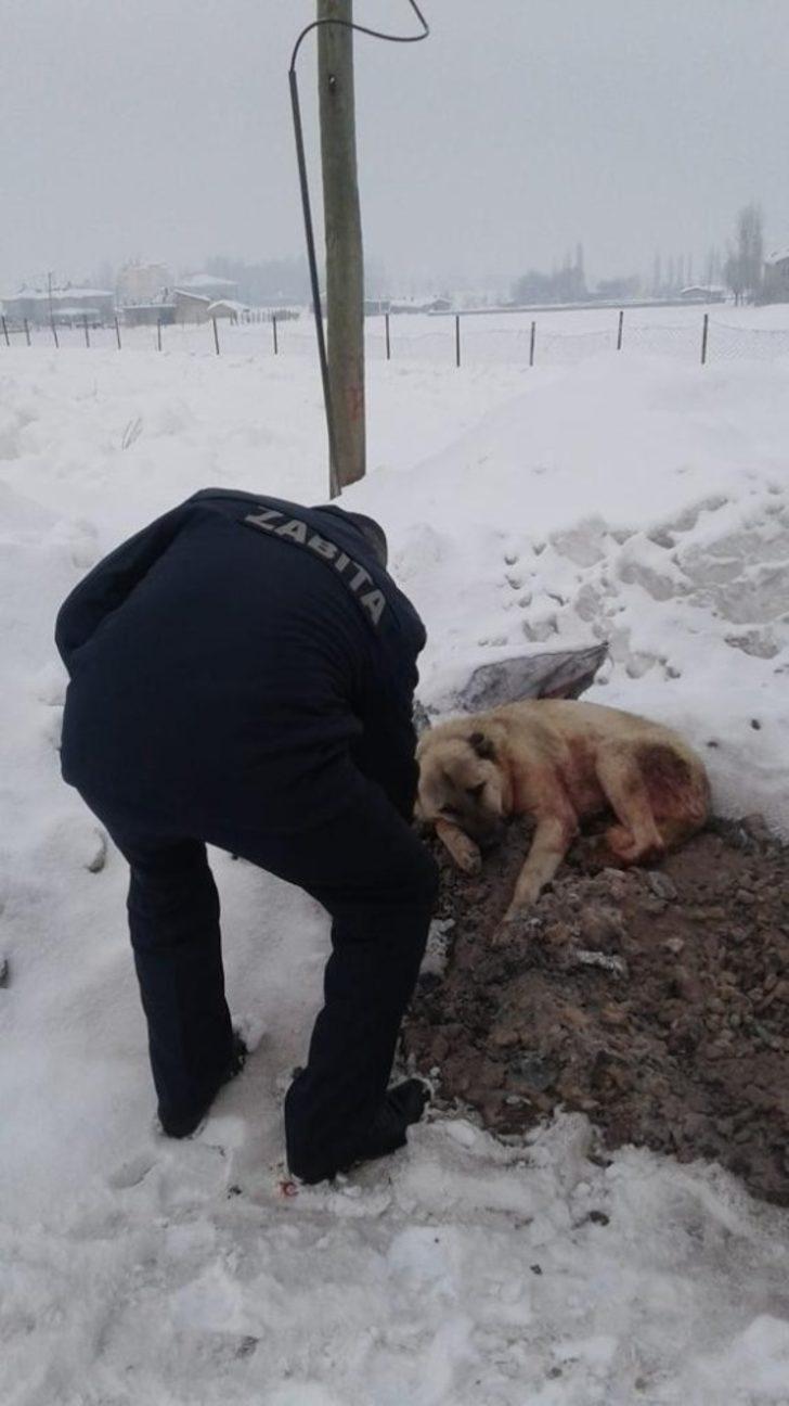 Güroymak Belediyesinden sokak hayvanlarına mama desteği G2