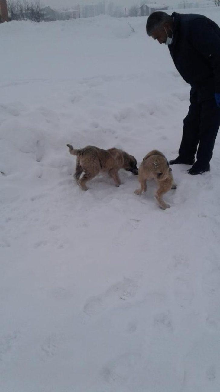 Güroymak Belediyesinden sokak hayvanlarına mama desteği G4