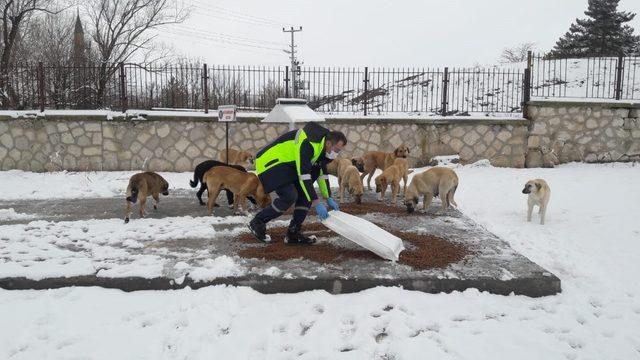 Sokak hayvanlarına yiyecek