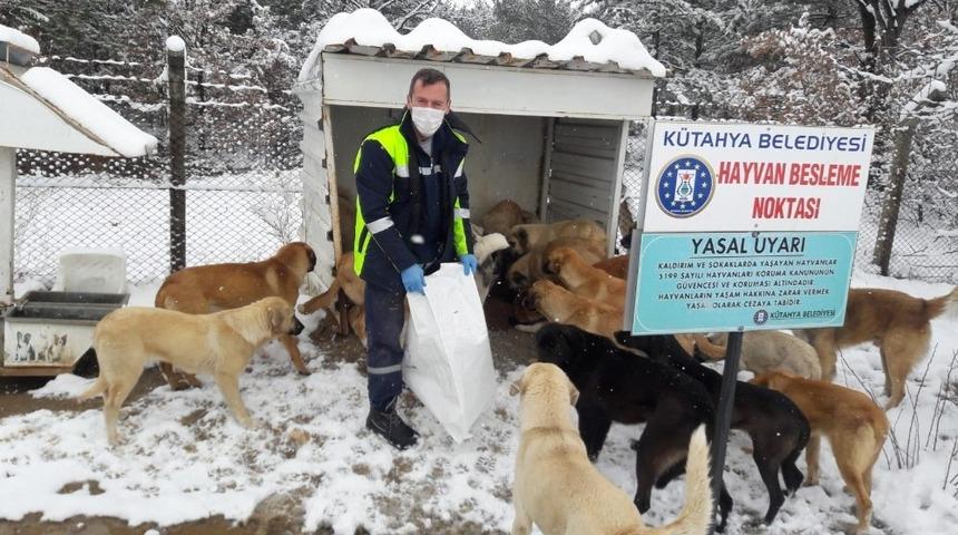 Sokak hayvanlarına yiyecek