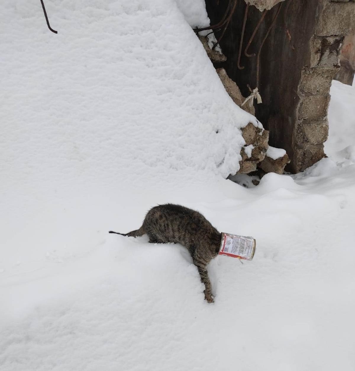 Kafası kutuya sıkışan kedinin imdadına okul m&uuml;d&uuml;r&uuml; yetişti