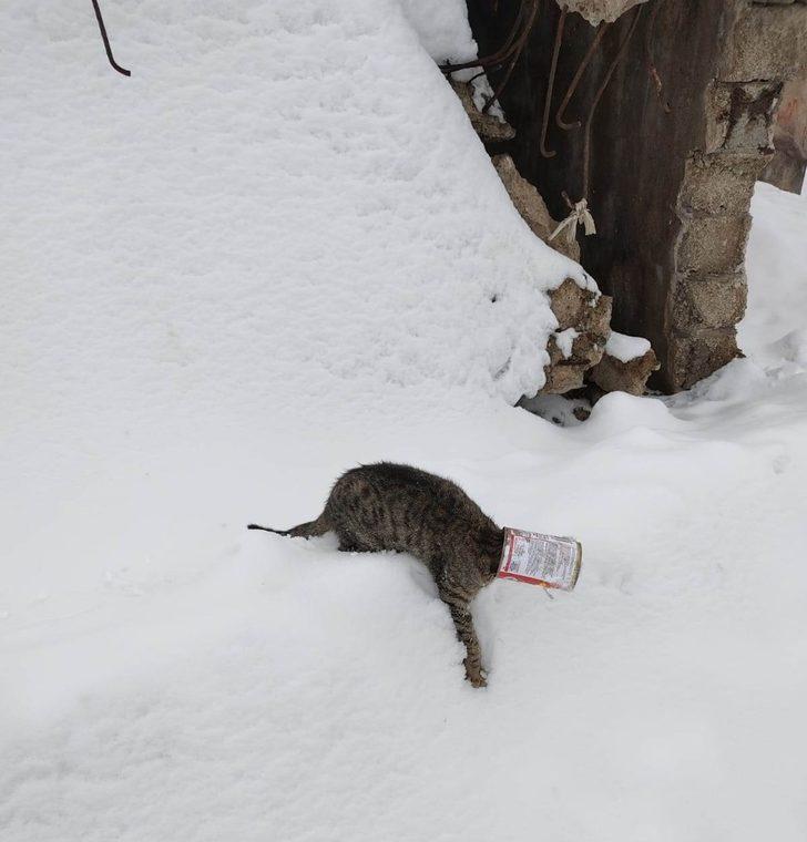 Kafası kutuya sıkışan kedinin imdadına okul müdürü yetişti G1