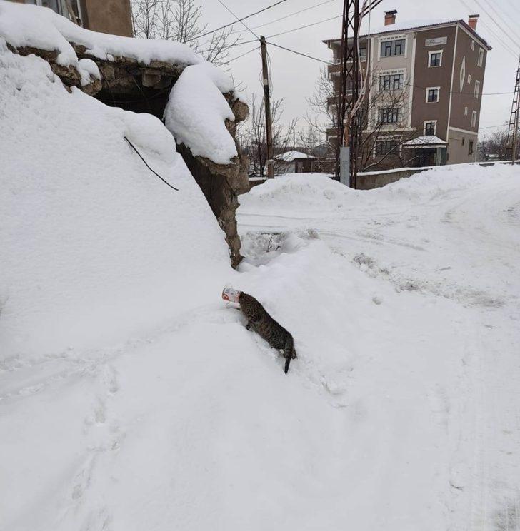 Kafası kutuya sıkışan kedinin imdadına okul müdürü yetişti G3