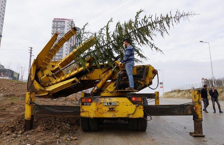 Keçiören’de ağaçlar verimli topraklara taşınıyor G2