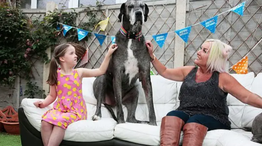 Dünyanın en uzun boylu köpeği hayatını kaybetti