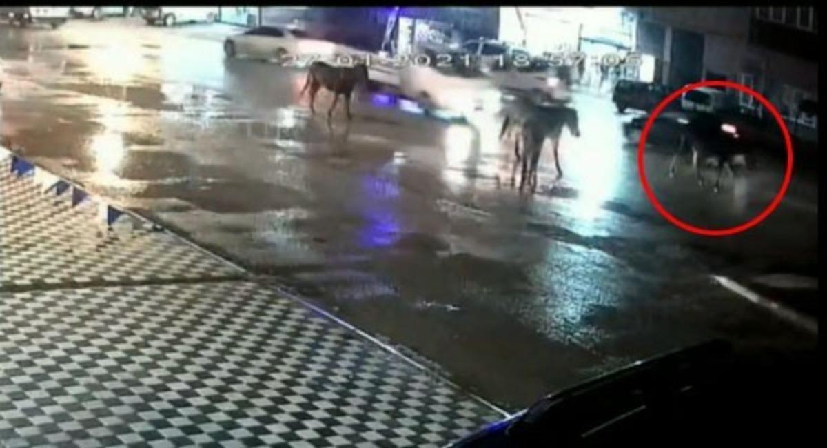 Yol ortasında ata b&ouml;yle &ccedil;arptı