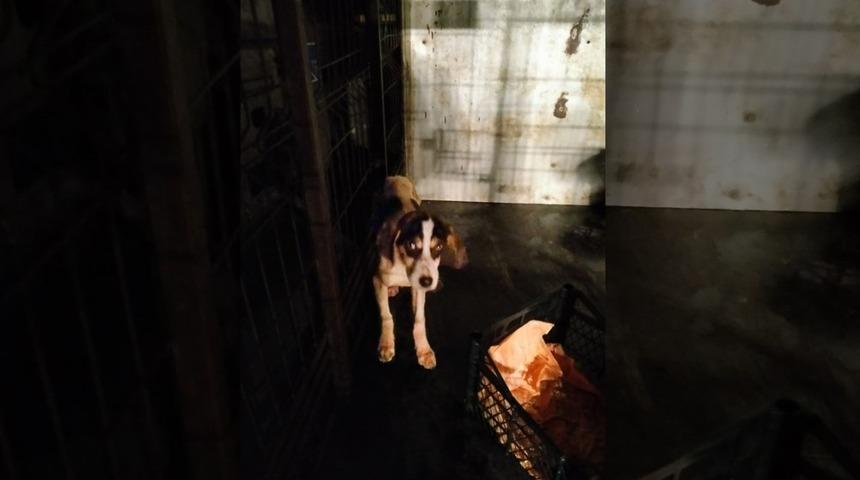 Karda mahsur kalan k&ouml;pek kurtarıldı