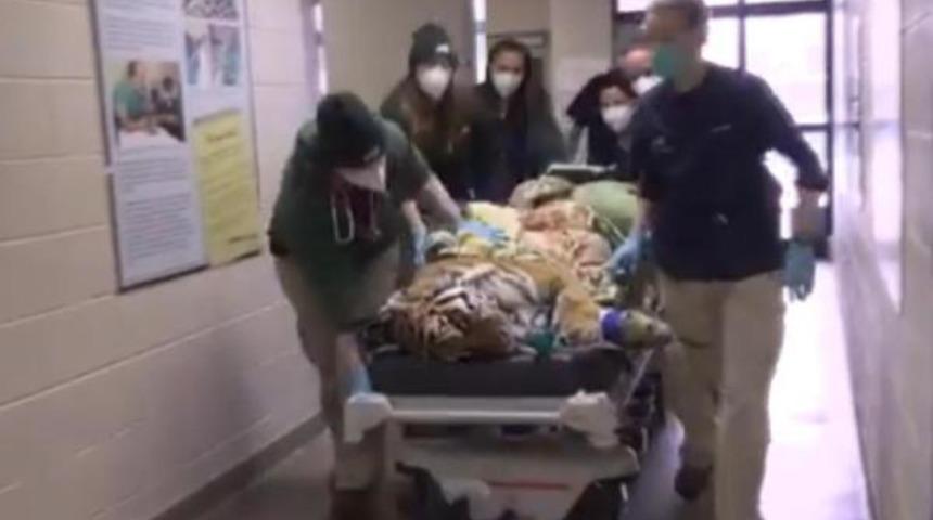 ABD'de 10 yaşındaki kaplana kalça protezi ameliyatı