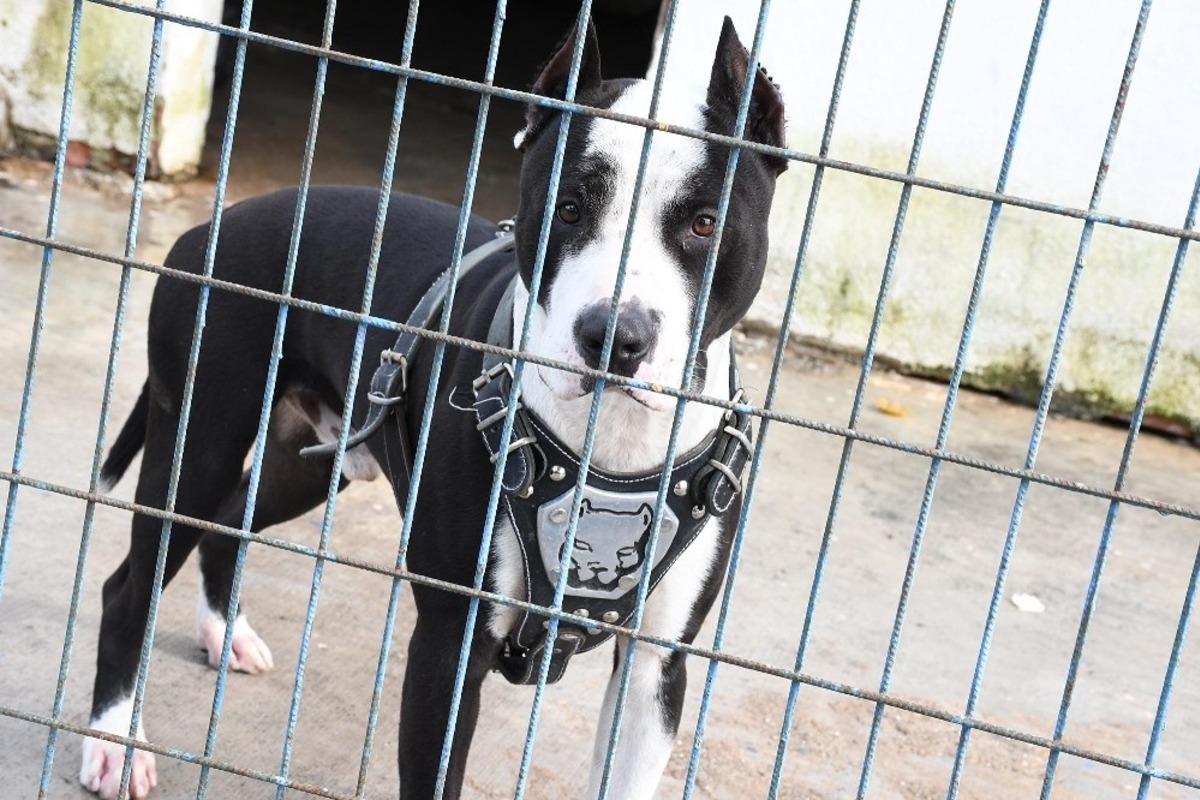 Kuşadası&rsquo;nda &ldquo; yasak ırk &ldquo; tartışması