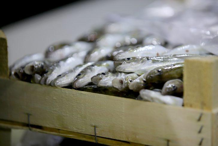 Lodosun ardından İğneada'da hamsinin izini süren balıkçılar umduğunu bulamadı G4