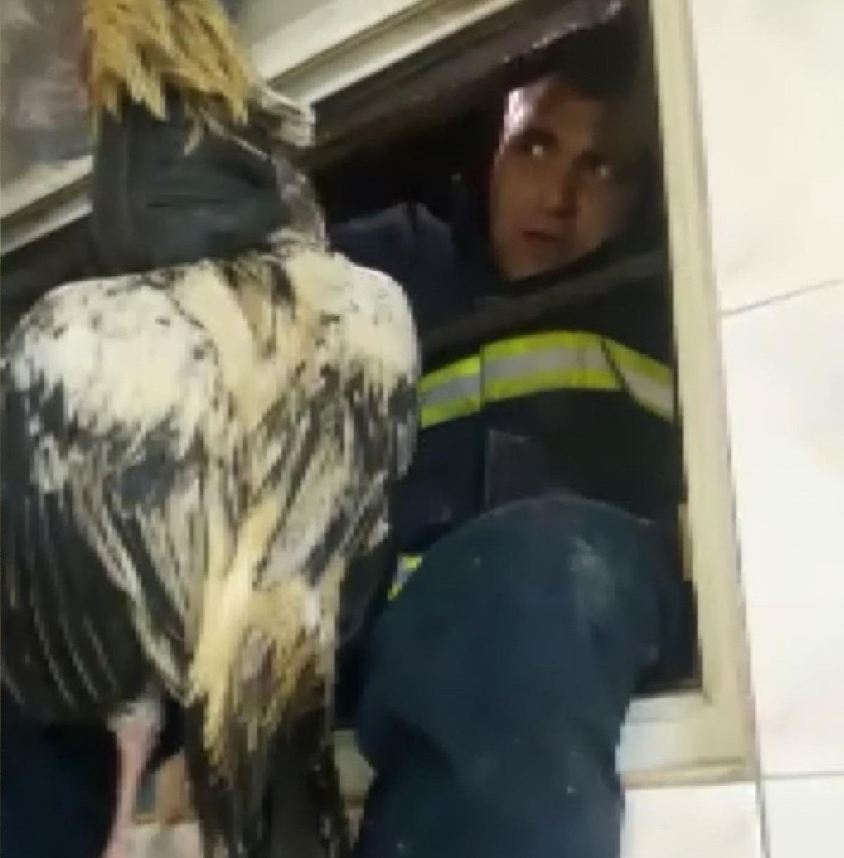 D&ouml;v&uuml;ş horozu havalandırma boşluğuna d&uuml;şt&uuml;