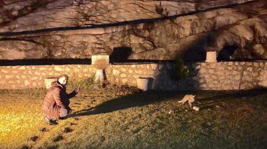 Aç kalan tilkiyi ekmek ve çorbayla beslediler