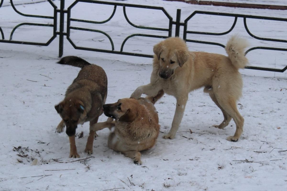 Karın keyfini &ccedil;ıkarmak sokak hayvanlarına kaldı