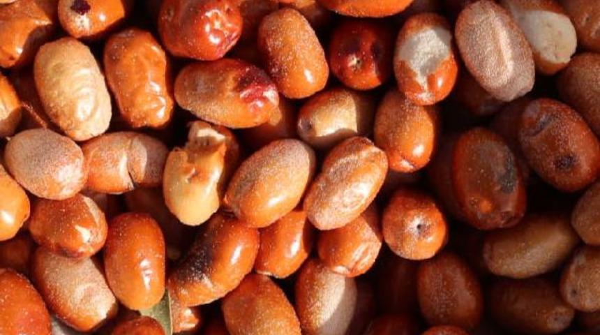 Tam bir vitamin deposu! İğde meyvesi, bağışıklık sistemini güçlendiriyor