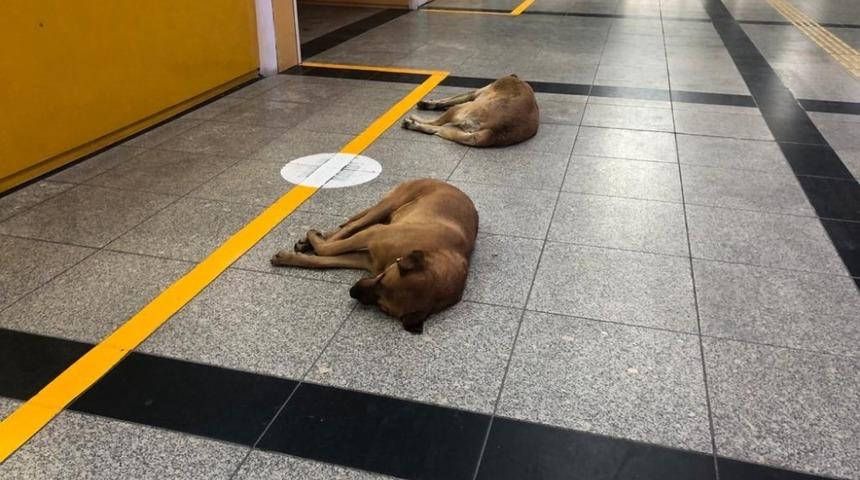 Sokak hayvanları sığınacak yer arıyor