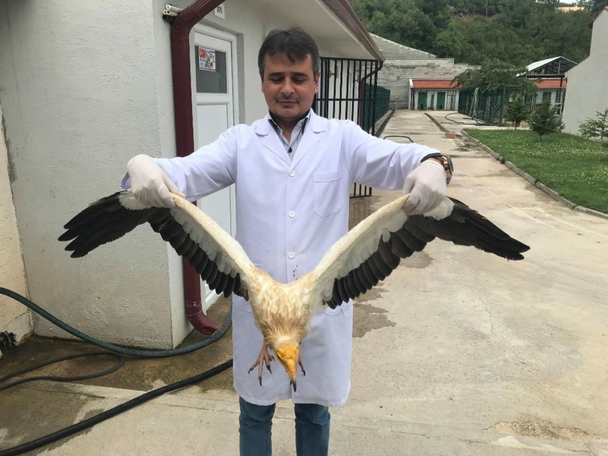 40&rsquo;a yakın yaban hayvanı tedavi edilerek doğal yaşam alanlarına bırakıldı