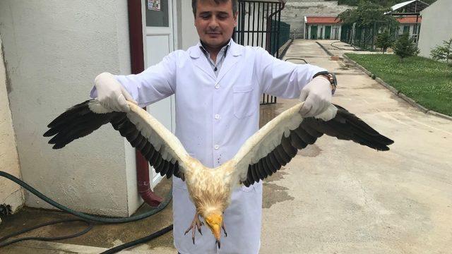 40’a yakın yaban hayvanı tedavi edilerek doğal yaşam alanlarına bırakıldı