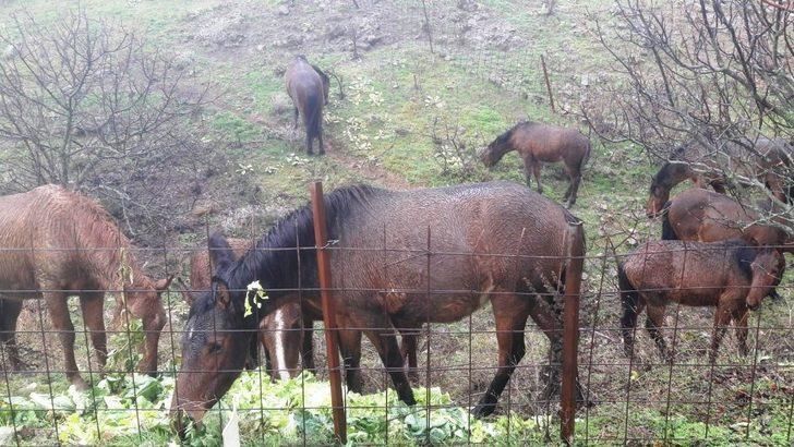 Manisa’da pazar artıkları yılkı atlarına yem oldu G1