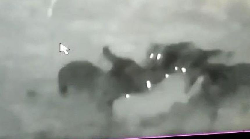 Kurtların, Kangal köpeğini boğduğu anlar kamerada