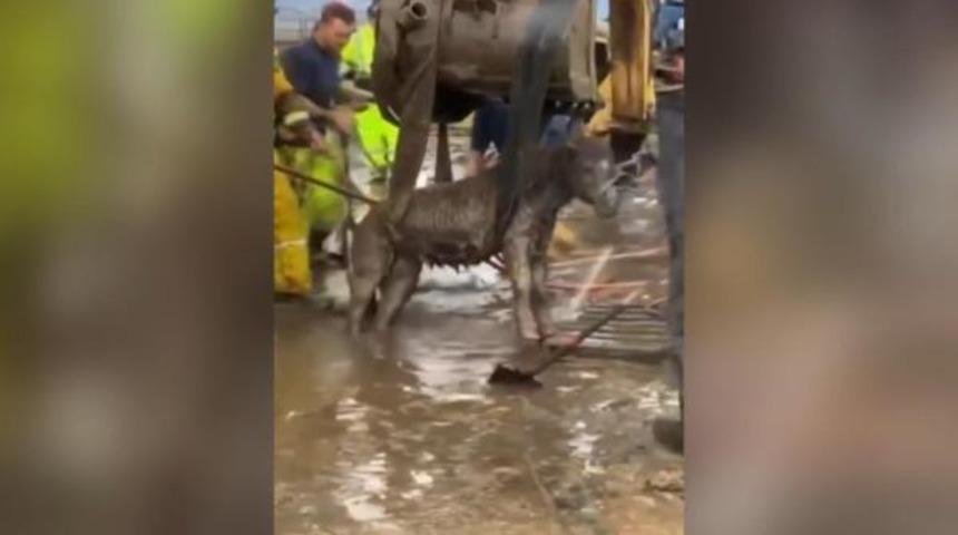 ABD’de balçıkta mahsur kalan atlar 18 saatlik operasyonla kurtarıldı