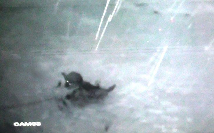 Köye inen kurt sürüsü köpeği parçaladı, o anlar kameraya yansıdı G3