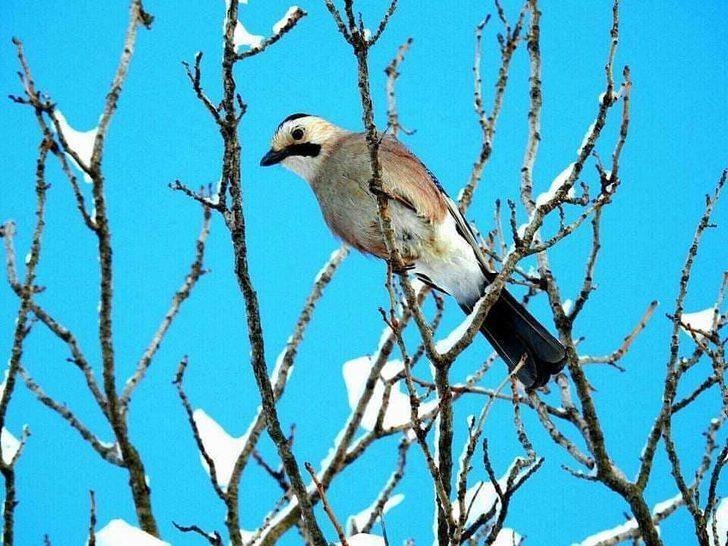 Fotoğraf severler Uludere’de kuş türlerini fotoğrafladı G4