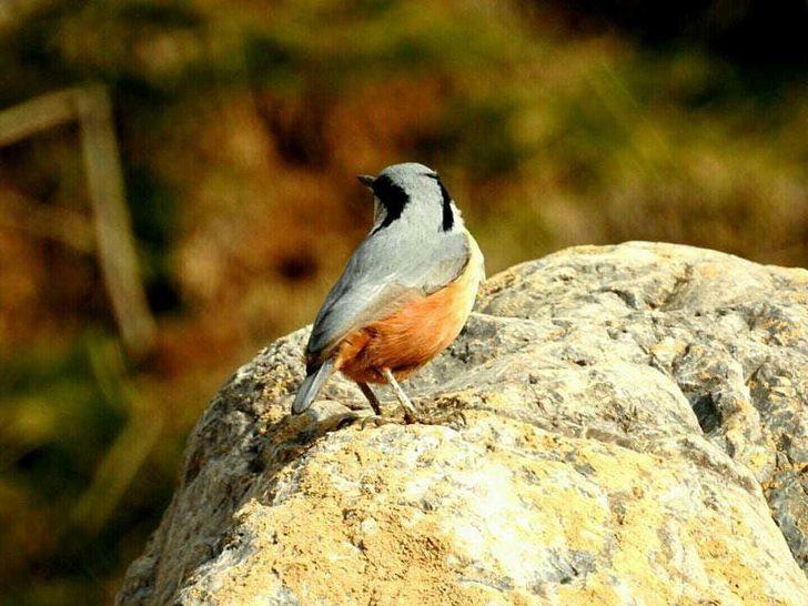 Fotoğraf severler Uludere’de kuş türlerini fotoğrafladı G5