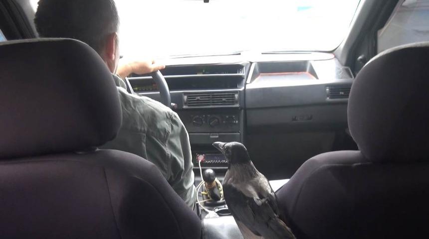 Otomobille gezen karga görenleri şaşırtıyor