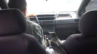 Otomobille gezen karga görenleri şaşırtıyor