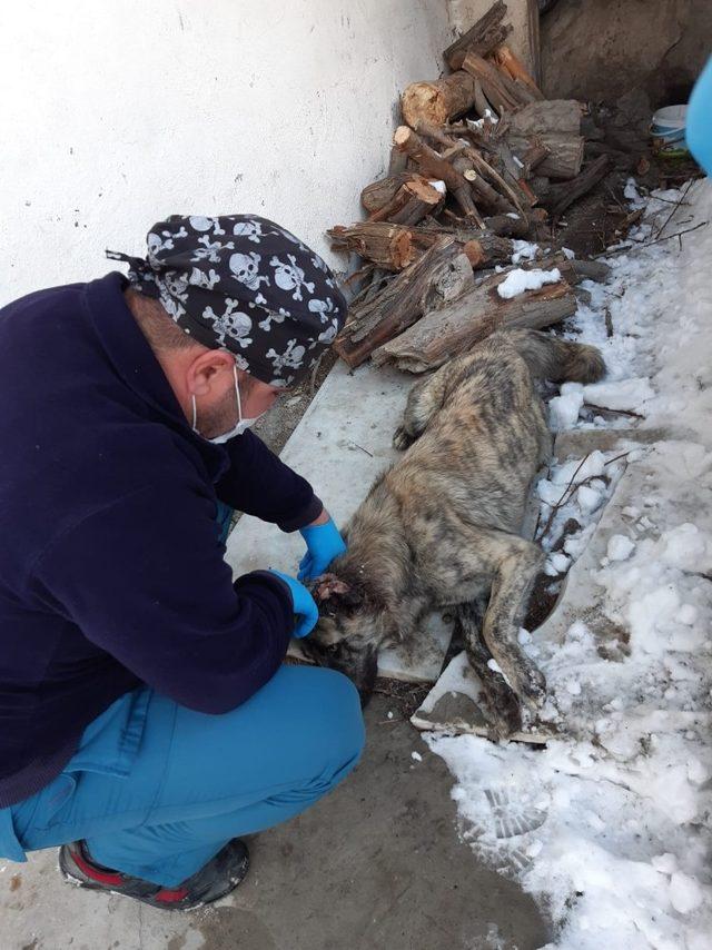 Hakkari belediyesi, vücudunda kesikler olan köpeği tedavi altına aldı