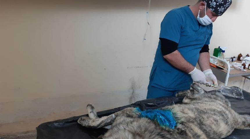 Hakkari belediyesi, v&uuml;cudunda kesikler olan k&ouml;peği tedavi altına aldı