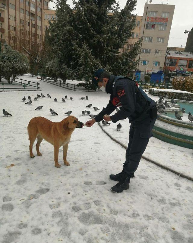 Jandarma sokak hayvanlarını unutmadı