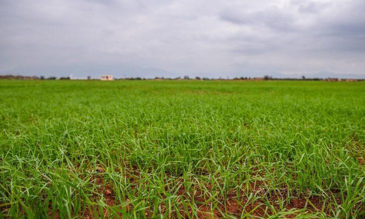 Kepez’de üretilen buğdaydan  1 milyon ekmek G2