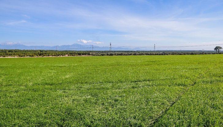 Kepez’de üretilen buğdaydan  1 milyon ekmek G4