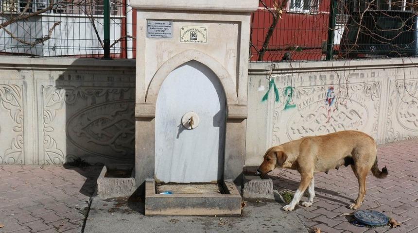 KOSKİ kuş tası ile sokak havyanlarının su ihtiyacını gideriyor