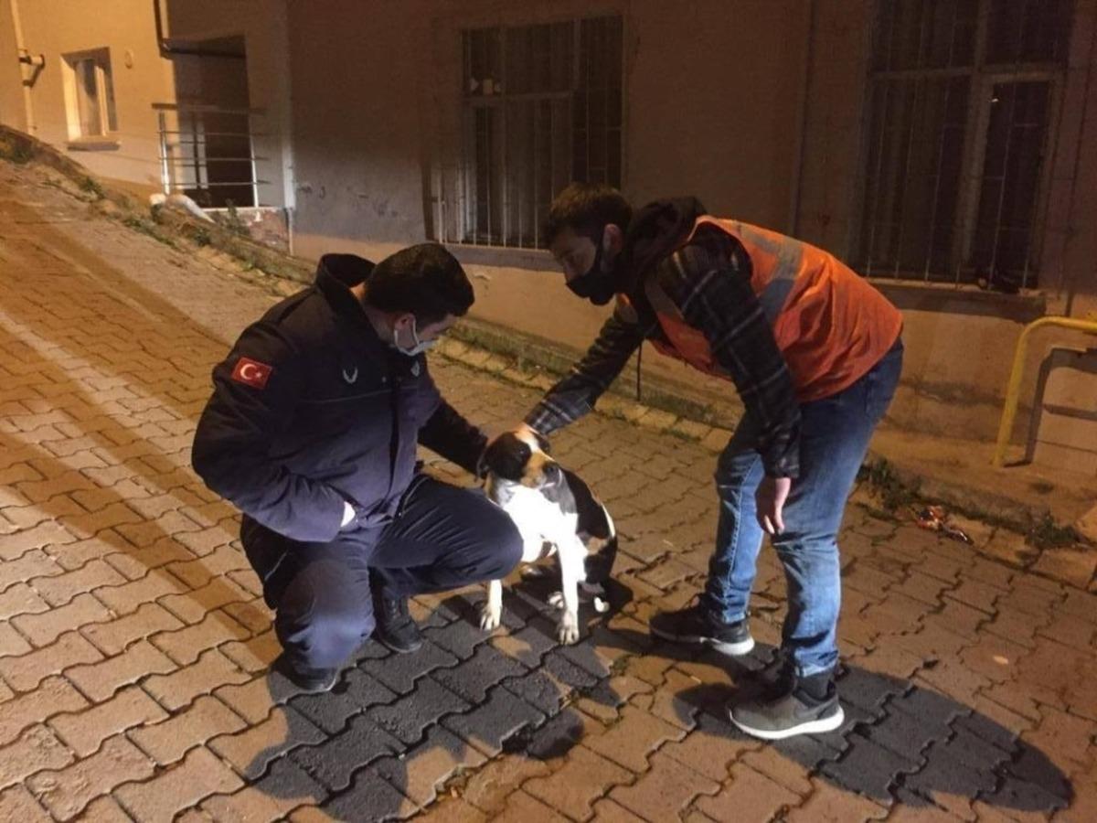 Sokakta bulunan k&ouml;peği, belediye başkanı sahiplendi