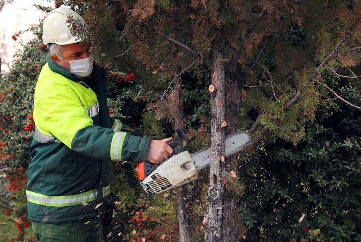 Çankaya sokaklarında bahar hazırlığı G2