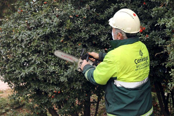 Çankaya sokaklarında bahar hazırlığı G3