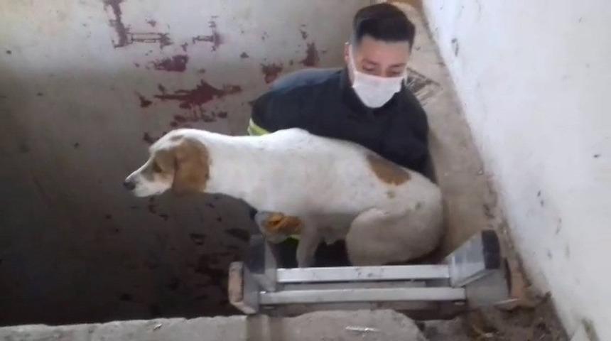 Asans&ouml;r boşluğuna d&uuml;şen k&ouml;peğin imdadına itfaiye yetişti