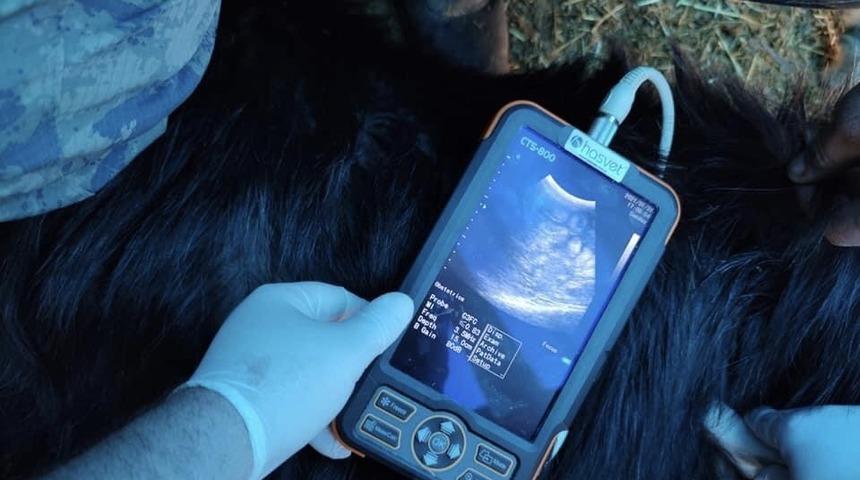 Uludere&rsquo;de k&uuml;&ccedil;&uuml;kbaş hayvanlara ultrason ile gebelik kontrol&uuml; yapılıyor
