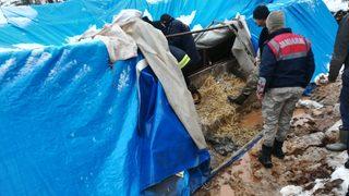 Kahramanmaraş'ta kar nedeniyle çatısı çöken ahırdaki 6 büyükbaş hayvan telef oldu