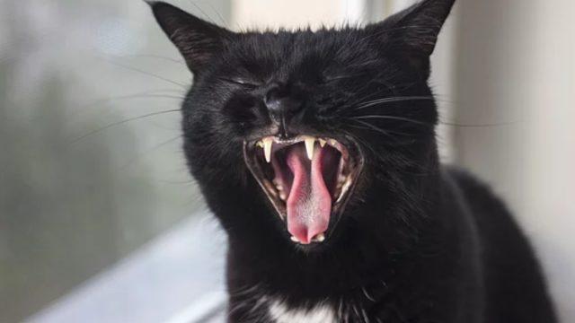 Çocukların kedi gibi miyavlamasına neden olan genetik bir hastalık: ‘Cri Du Chat Sendromu’