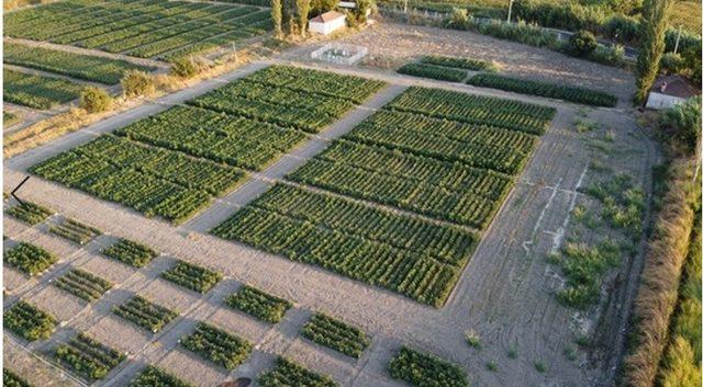 Ziraat Fakültesi desteğiyle kuraklığa dayalı pamuk tohumu geliştirildi